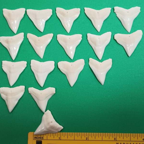 XL White BULL Shark Tooth 1-1/8 inch (29mm) Upper Jaw Sharks Teeth