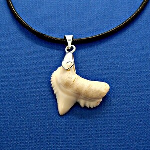 May include: A white shark tooth pendant on a black leather cord. The tooth is attached to a silver bail.