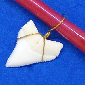 XL Shark Tooth Wired for Necklace Pendants 15/16-inches (24mm) Sharks Teeth Gold Plated Wire