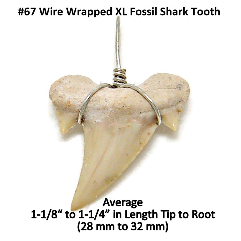 X-LARGE Fossil Shark Tooth 18 or 20 Necklace Great Sharks Teeth 8mm Coconut Bead SUP Surfer Hawaiian Beach Jewelry 7041 m xl