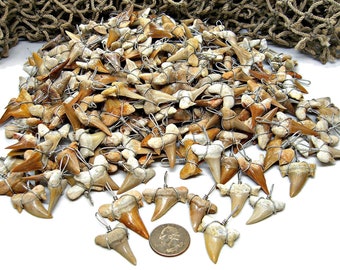 50 Pc Lots XL 1-1/4" Up Grade 'A' Wire Wrapped Fossil Sharks TeethNecklace Pendant Wired Shark Tooth
