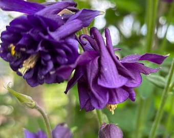 Purple Double Columbine - choose your seed quantity - organically grown - perennial - open pollinated - cottage garden - Aquilegia vulgaris