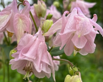 Pink Double Columbine - choose your seed quantity - organically grown - perennial - open pollinated - cottage garden - Aquilegia vulgaris