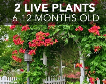 TWO (2) Red Trumpet Creeper Vines - Campsis Radicans - LIVE PLANTS - grown organically - 4"+ tall - 6-12 months old