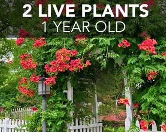 TWO (2) Red Trumpet Creeper Vines - Campsis Radicans - LIVE PLANTS - 8+ inches tall, organically grown, 1 year old