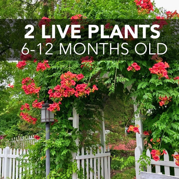 TWO (2) Red Trumpet Creeper Vines - Campsis Radicans - LIVE PLANTS - grown organically - 4"+ tall - 6-12 months old