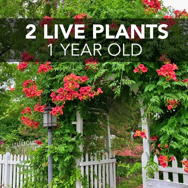 TWO (2) Red Trumpet Creeper Vines - Campsis Radicans - LIVE PLANTS - 8+ inches tall, organically grown, 1 year old