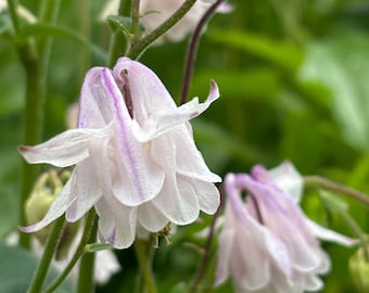 Rare Columbine Seed Mix - choose your seed quantity - white and pale pink blooms - organically grown - perennial - open pollinated