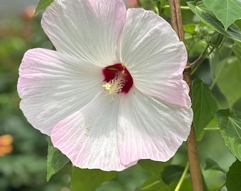 Luna Pink Swirl Hibiscus - HUGE BLOOMS - choose your seed quantity - organically grown - perennial - open pollinated - cottage garden