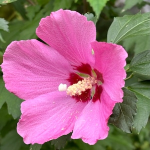 Rose of Sharon &#39;Pink&#39; - 20 seeds - organically grown in USA - perennial - open pollinated - cottage garden  - flowering trees USDA zones 5-9