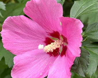 Rose of Sharon 'Pink' - 20 seeds - organically grown in USA - perennial - open pollinated - cottage garden  - flowering trees USDA zones 5-9