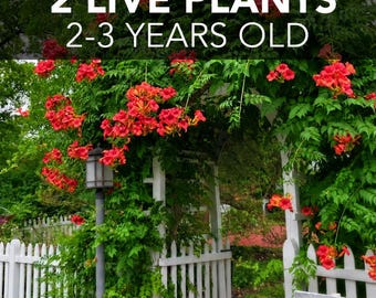 DOS (2) Enredaderas de Trompeta Roja - Campsis Radicans - PLANTAS VIVAS, cultivadas orgánicamente, de 2 a 3 años de edad