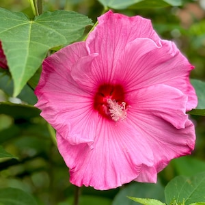 Pink Hardy Hibiscus - choose your seed quantity -  organically grown in USA - perennial - open pollinated - HUGE BLOOMS flower garden