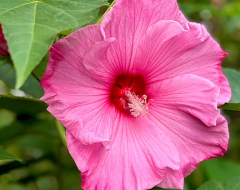 Pink Hardy Hibiscus - choose your seed quantity -  organically grown  - perennial - open pollinated - HUGE BLOOMS flower garden