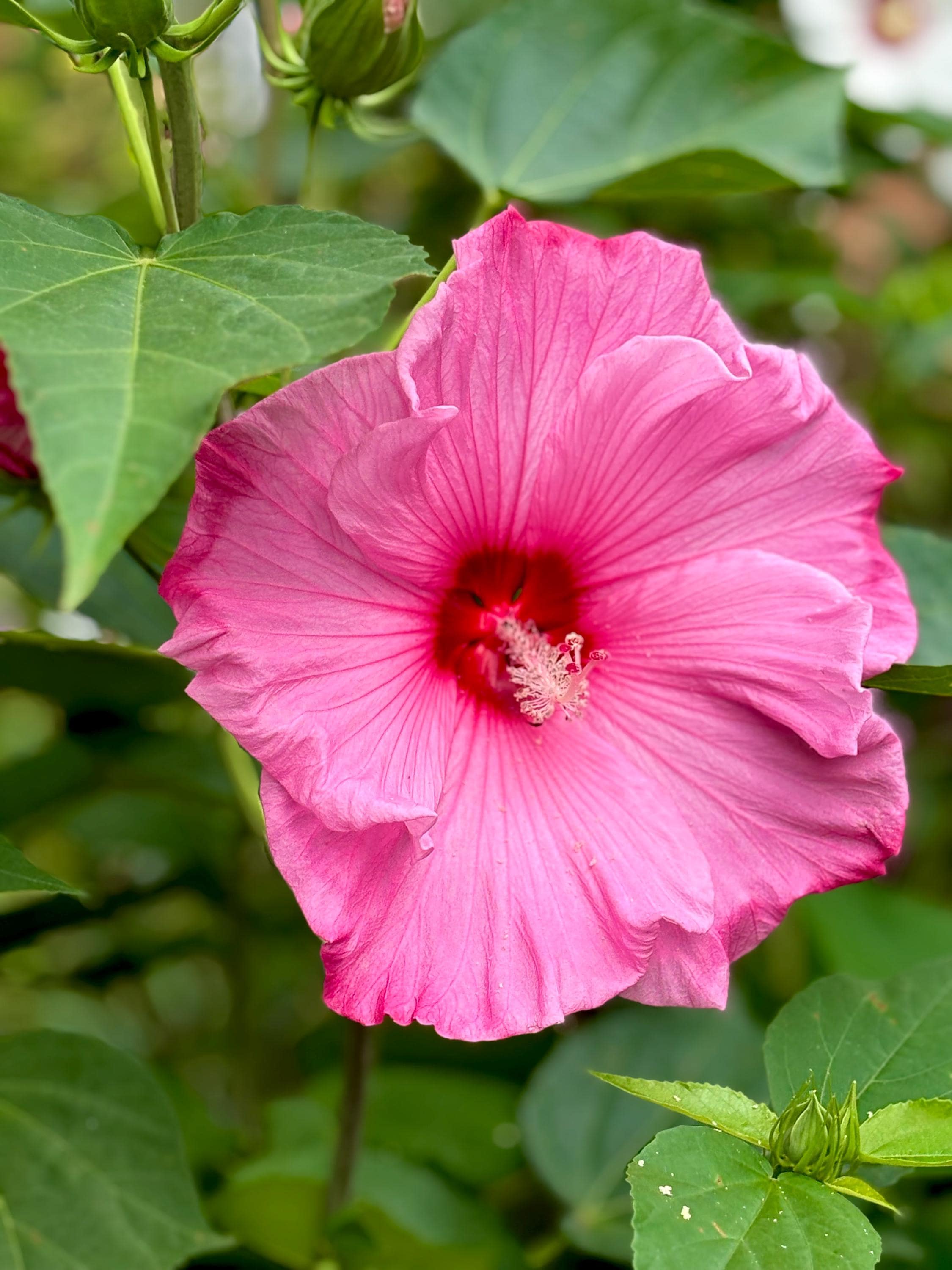 Pink Hardy Hibiscus - Choose Your Seed Quantity - Organically