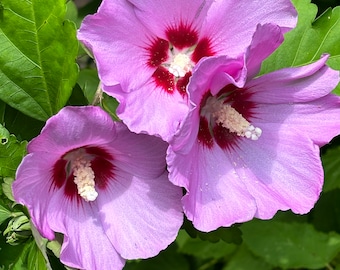 Rose of Sharon 'Violet' - 20 seeds - organically grown in USA - perennial, open pollinated, cottage garden,  flowering trees, USDA zones 5-9