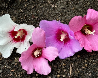 Rose of Sharon Seed Mix - 40 seeds - organically grown - perennial - pink, white, and violet blooms - flowering trees - cottage garden