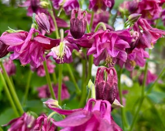 Ruby Red Columbine - choose your seed quantity - organically grown - perennial - open pollinated - cottage garden - Aquilegia vulgaris
