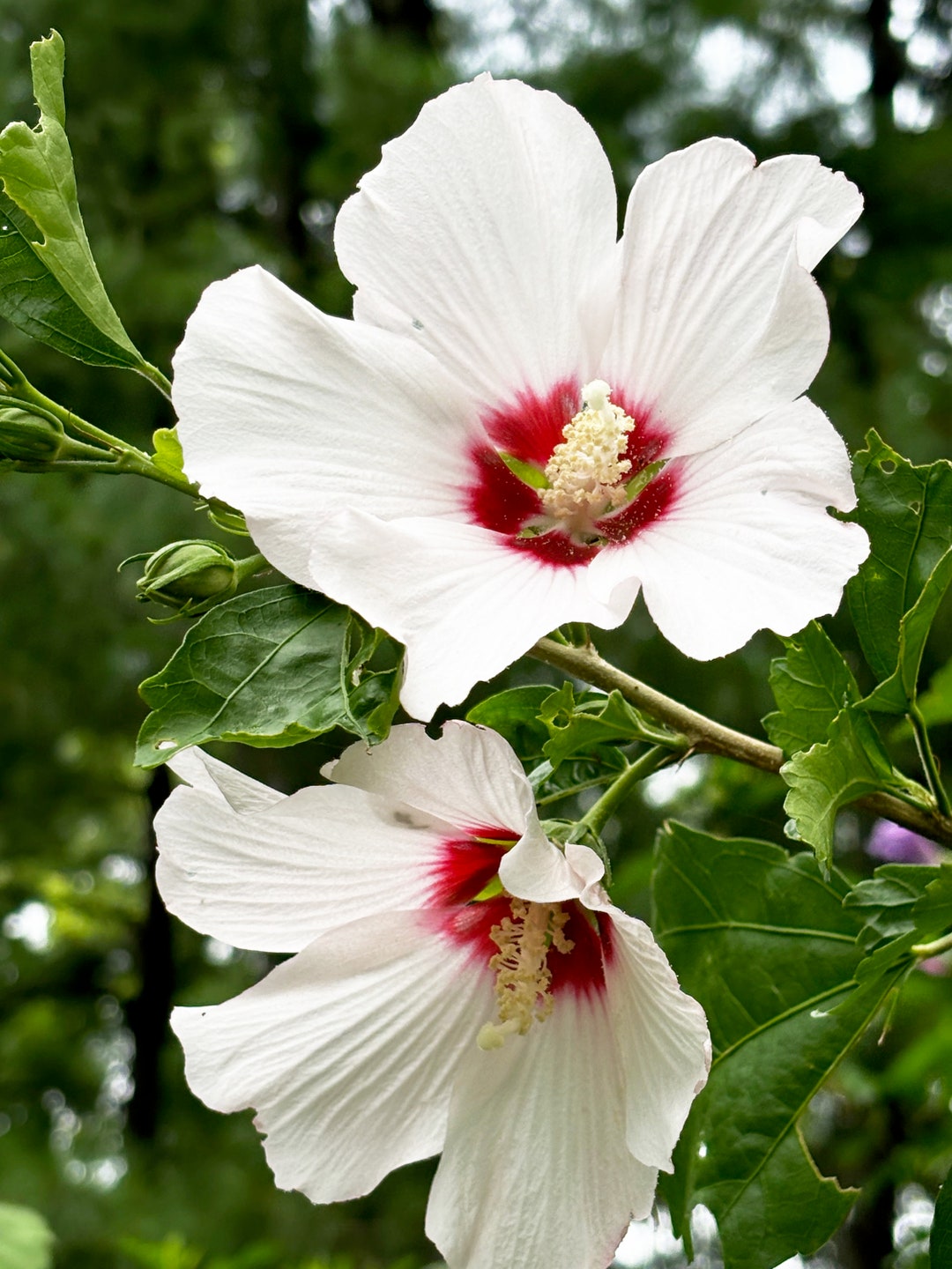 Rose of Sharon 'white' 20 Seeds Organically Grown in USA Perennial Open