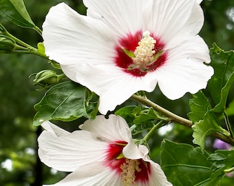 Rose of Sharon 'White' - 20 seeds - organically grown in USA - perennial - open pollinated, cottage garden,  flowering trees, USDA zones 5-9