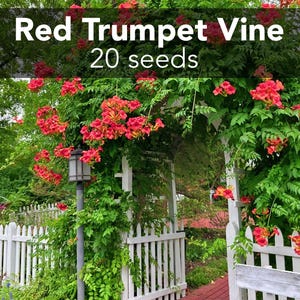 Red Trumpet Creeper Vine - 20 seeds - Campsis Radicans - organically grown - open-pollinated - perennial - drought tolerant - hummingbirds