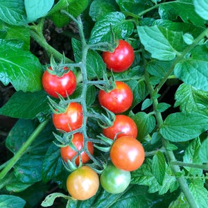 May include: A close-up of a tomato plant with several clusters of ripe, red cherry tomatoes. The tomatoes are in various stages of ripeness, with some still green. The plant has lush green leaves.