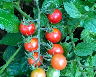 Matt's Wild Organic Cherry tomato  - 50 seeds - organically grown in USA - open pollinated - massive fruit yields through first frost