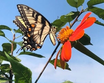 Mexican Sunflower Seeds  - 30 seeds - organically grown in USA - annual - open pollinated - orange red flowers bees monarch butterflies