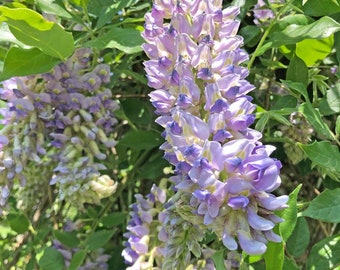 WISTERIA seeds for planting - organically grown from USA zone 7B