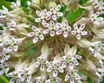 Common Milkweed  - PICK the QUANTITY - organically grown - perennial - open pollinated - flower garden bees monarch butterflies