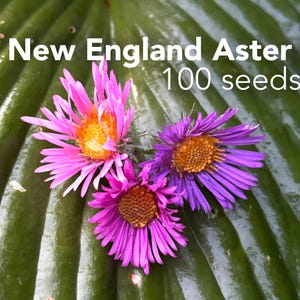 New England Aster - 100 seeds - organically grown - perennial - open pollinated - flower garden butterflies - 3 color options - you choose
