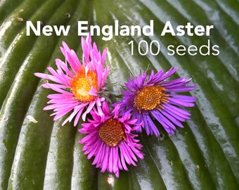 New England Aster - 100 seeds - organically grown - perennial - open pollinated  - 3 color options