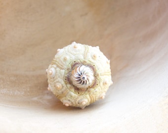 Sea Urchin Ring - Sterling Silver Sputnik Sultan Ring