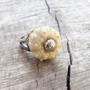 Puede incluir: Un anillo de plata con una concha de erizo de mar blanca como pieza central. El anillo est&aacute; sobre una superficie de madera.