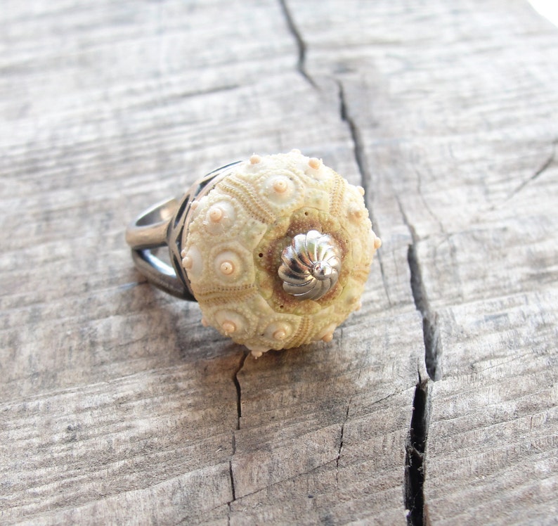 Puede incluir: Un anillo de plata con una concha de erizo de mar blanca como pieza central. El anillo est&aacute; sobre una superficie de madera.