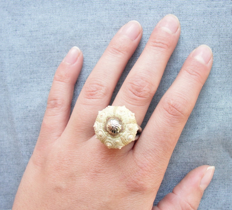 Puede incluir: Un anillo hecho de una concha de erizo de mar blanco con un centro plateado. El anillo se lleva en un dedo.