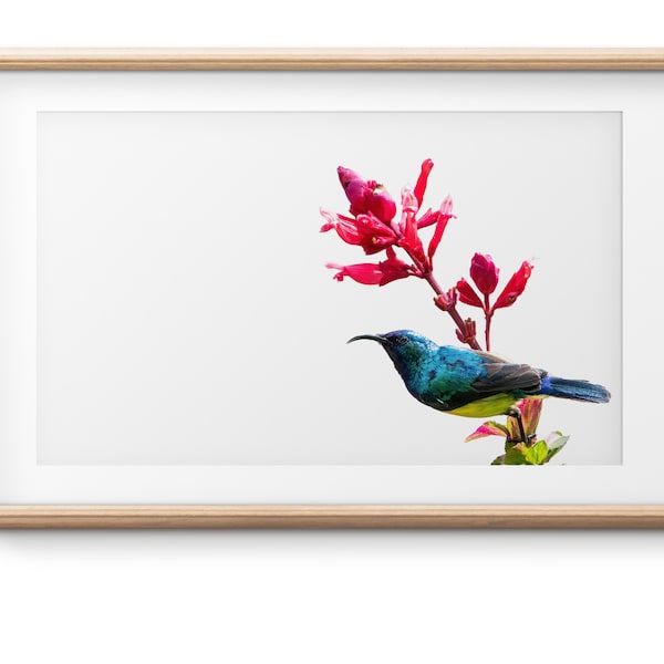 Colorful bird on white background, sun bird, south africa, minimalist, bird wall art, print decor, bird art, minimalist, color, flower bird