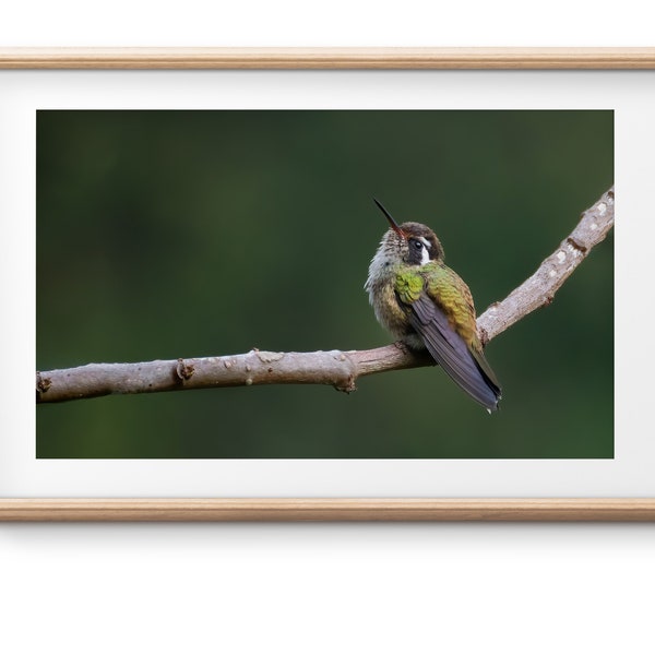 Hummingbird wall art, photograph, decor, photo, green tone, wildlife, nature, print, birds, honduras, tropical, minimalist, clean, vibrant