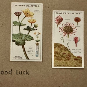 Cartões comemorativos "Vintage Cigarette Card" feitos à mão (botânicos)