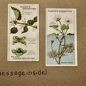 Cartões comemorativos "Vintage Cigarette Card" feitos à mão (botânicos)