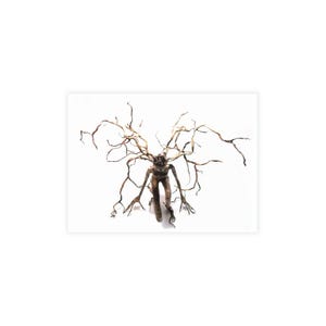 Künstlerische Baumgeist-Postkarten-Bündel Einzigartige Designkarten mit Umschlägen, perfekte Geschenke für Naturliebhaber umweltfreundliches Dekor-Briefpapier-Set