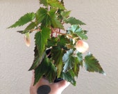 Begonia I Conia Lucky Strike Live Plant