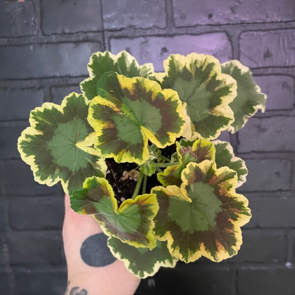 Exotic Geranium/Pelargonium “ Mrs. Pollock” Live Plant