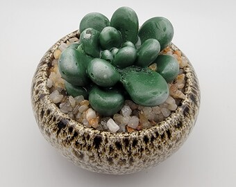 Jardin de succulentes en verre