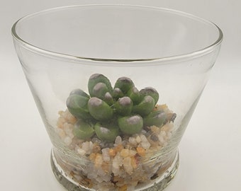 Jardin de succulentes en verre