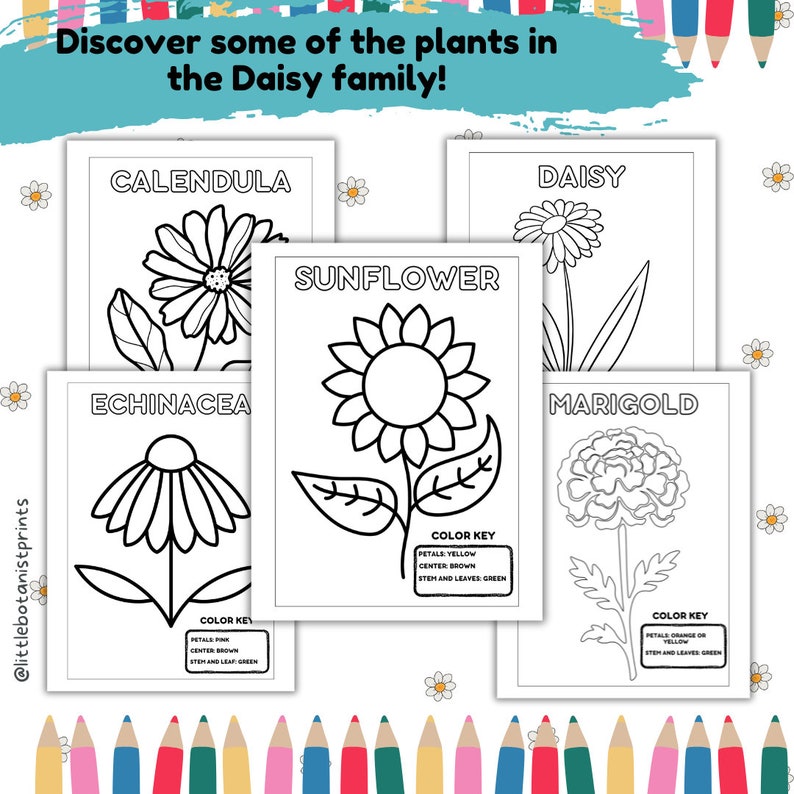 Printable Plant Coloring Pages Flower Coloring for Kids Homeschooling ... Printable Plant Coloring Pages Flower Coloring for Kids Homeschooling ...