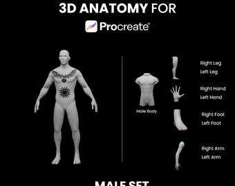Procreate 3D Male Anatomy Model Set: Arm, Leg, Torso (Digital Download)