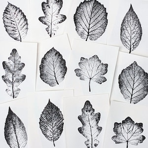Könnte beinhalten: Eine Sammlung schwarzer Blätterdrucke auf weißem Papier. Verschiedene Blattformen und -größen werden gezeigt, die detaillierte Aderdetails zeigen. Die Drucke sind auf einem weißen Hintergrund angeordnet, wodurch ein Kontrast entsteht.
