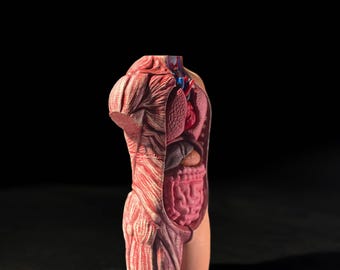 Human Anatomy Body/Puzzle Plastic/Children's Games