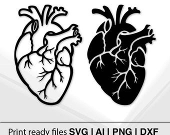 Anatomically correct heart patern SVG | Design Heart SVG File | Laser Cut Template | DIY Craft Pattern | Silhouette Art | Home Decor Stencil